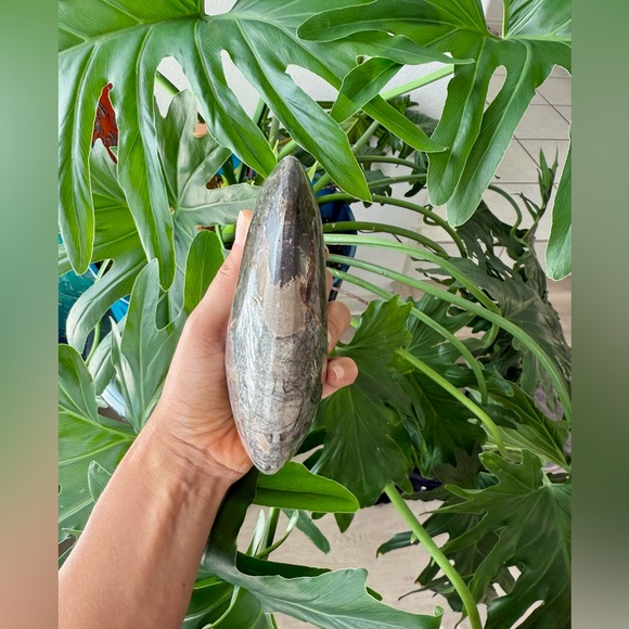 Ammonite Fossil - Picture 2 of 5